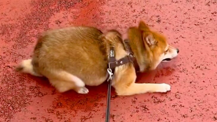 涼しくなったので、犬の散歩を2時間してみた結果→思った以上に嬉しそうで…激しすぎる『喜びの舞』が126万再生「爆笑したｗ」「可愛すぎ」(ブログ)
