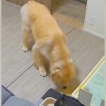 おしっこ失敗した大型犬→『どうしよう』と焦った結果…あまりにもいじらしい『まさかの光景』が49万再生「絶対許しちゃうｗ」「謝って可愛い」(ブログ)