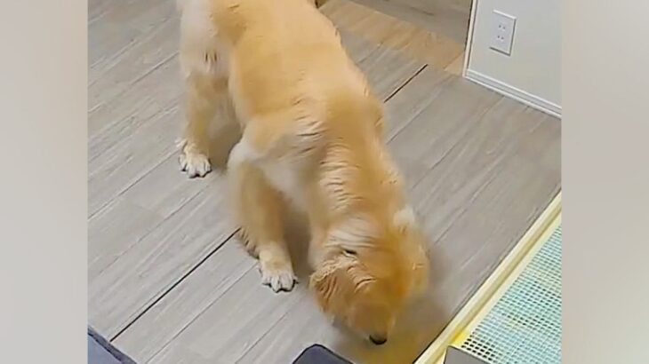 おしっこ失敗した大型犬→『どうしよう』と焦った結果…あまりにもいじらしい『まさかの光景』が49万再生「絶対許しちゃうｗ」「謝って可愛い」(ブログ)