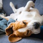 犬が寝ている時にする『不思議な行動』４つ　夢を見ているの？愛おしい仕草の理由とは(ブログ)
