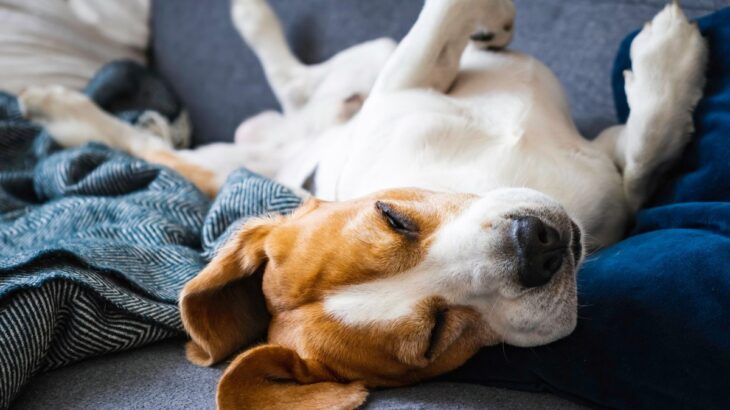 犬が寝ている時にする『不思議な行動』４つ　夢を見ているの？愛おしい仕草の理由とは(ブログ)