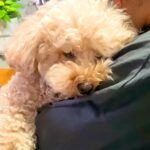 お姉ちゃんの抱っこでウトウトしていた犬→いざ寝る時間になると…人間の子どものような『予想外な行動』に反響「楽しい光景ｗ」「癒された」(ブログ)