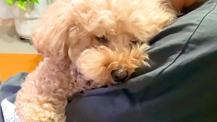 お姉ちゃんの抱っこでウトウトしていた犬→いざ寝る時間になると…人間の子どものような『予想外な行動』に反響「楽しい光景ｗ」「癒された」(ブログ)