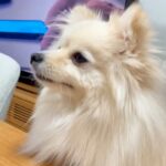 『暑いし、いつもより気持ち短めで』と犬のカットをオーダーした結果…まさかの『別犬並みのビフォーアフター』が話題「ぬいぐるみ？」「可愛い」(ブログ)