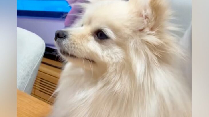 『暑いし、いつもより気持ち短めで』と犬のカットをオーダーした結果…まさかの『別犬並みのビフォーアフター』が話題「ぬいぐるみ？」「可愛い」(ブログ)