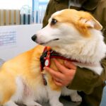動物病院にやってきた犬→診察台の上で『２つの悲劇』に襲われた結果…人間のような『まさかの反応』が25万再生「哀愁がｗ」「笑ったｗ」と絶賛(ブログ)