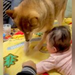赤ちゃんの前で犬が『必死にホリホリした』結果…あまりにも可愛い『尊すぎるリアクション』が832万再生「誇らしげｗ」「優しい世界」と絶賛(ブログ)