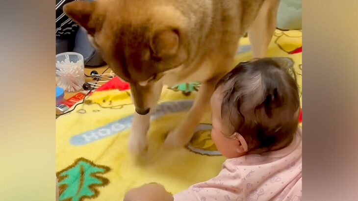 赤ちゃんの前で犬が『必死にホリホリした』結果…あまりにも可愛い『尊すぎるリアクション』が832万再生「誇らしげｗ」「優しい世界」と絶賛(ブログ)