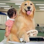 1歳の女の子が車の乗り物で遊んでいたら、大型犬が…『絶対に離れたくない』尊すぎる姿が37万再生　あまりにも平和な光景に反響(ブログ)