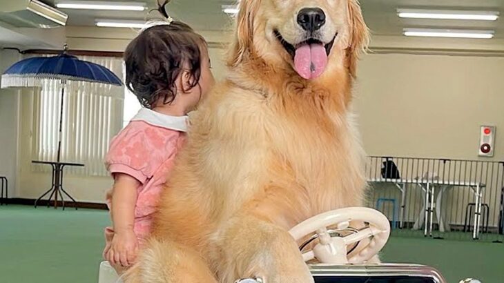 1歳の女の子が車の乗り物で遊んでいたら、大型犬が…『絶対に離れたくない』尊すぎる姿が37万再生　あまりにも平和な光景に反響(ブログ)