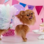 愛犬にとっては意味のない『4つの贅沢』　満足するのは飼い主だけかも？愛犬が望んでいることとは(ブログ)
