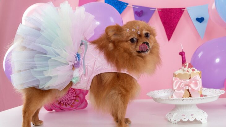 愛犬にとっては意味のない『4つの贅沢』　満足するのは飼い主だけかも？愛犬が望んでいることとは(ブログ)