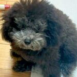 『お店で売れ残ってしまった犬』を家族で話し合って飼った結果…思わず涙する『現在の光景』に感動の声「ずっと待ってたんだね…」「運命だった」(ブログ)