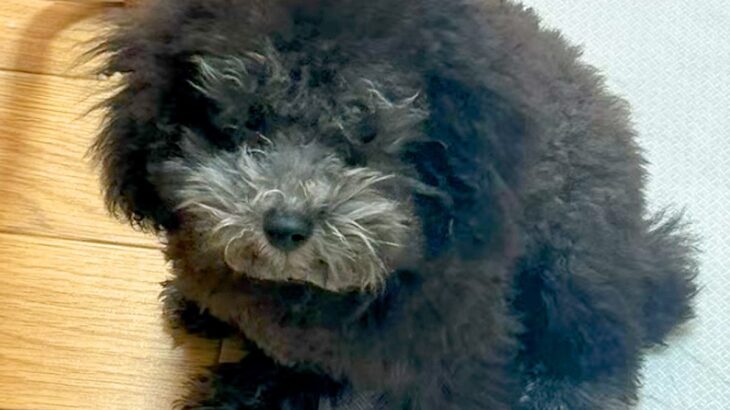 『お店で売れ残ってしまった犬』を家族で話し合って飼った結果…思わず涙する『現在の光景』に感動の声「ずっと待ってたんだね…」「運命だった」(ブログ)