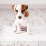 もしかして膀胱炎？愛犬の頻尿・血尿をやさしく治すケアと再発防止術【獣医が解説】(ブログ)