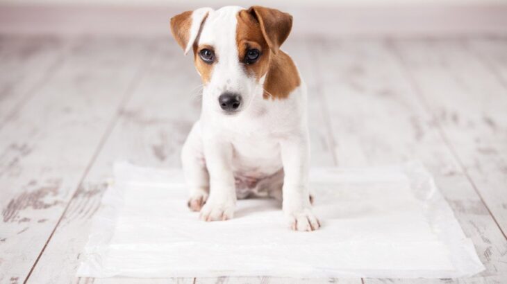 もしかして膀胱炎？愛犬の頻尿・血尿をやさしく治すケアと再発防止術【獣医が解説】(ブログ)