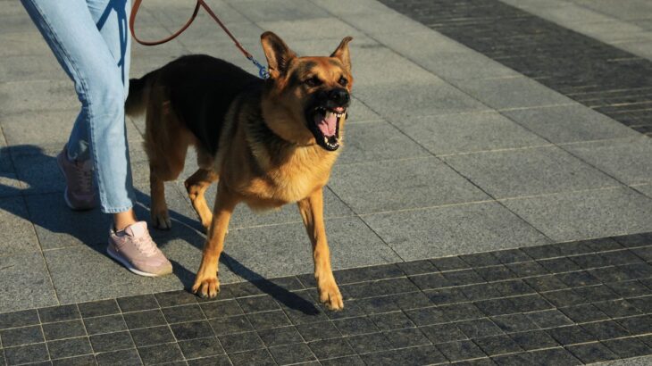 犬が『飼い主を守ろうとしている』ときにみせるサイン4選　主な心理やデメリットとなる行動まで(ブログ)