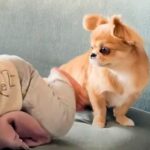 家の中を動き回れるようになった赤ちゃん→そばで見ていた犬が…愛情にあふれた『尊い行動』に「素敵なお姉さん」「守ってるんだね」と感動の声(ブログ)
