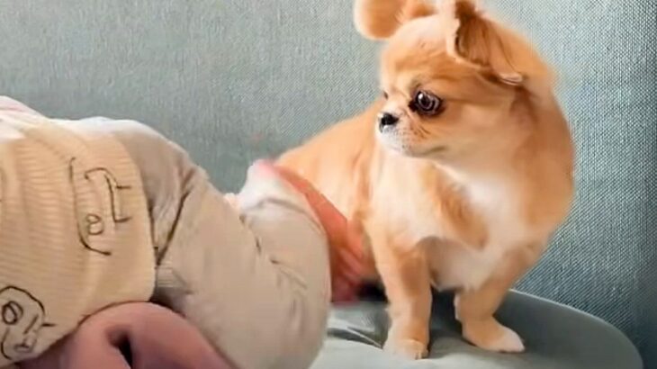 家の中を動き回れるようになった赤ちゃん→そばで見ていた犬が…愛情にあふれた『尊い行動』に「素敵なお姉さん」「守ってるんだね」と感動の声(ブログ)