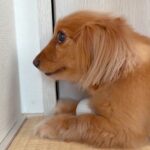 『絶対にボールは渡さない』と怒っている犬→頭に手を乗せてみたら…予想外すぎる『まさかの反応』に反響「逆やる気スイッチ」「どうして？ｗ」(ブログ)