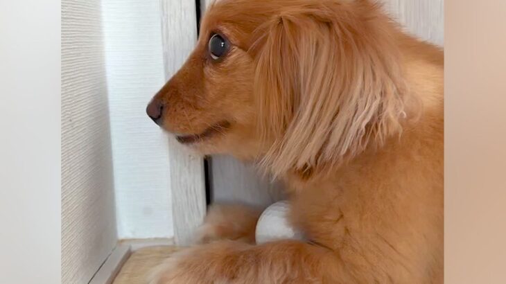 『絶対にボールは渡さない』と怒っている犬→頭に手を乗せてみたら…予想外すぎる『まさかの反応』に反響「逆やる気スイッチ」「どうして？ｗ」(ブログ)