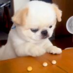 テーブルにあるボーロを食べたい犬→おててと口を駆使して…とんでもなく不器用な『まさかの行動』が94万再生「ポンコツすぎて草」「頑張れｗ」(ブログ)