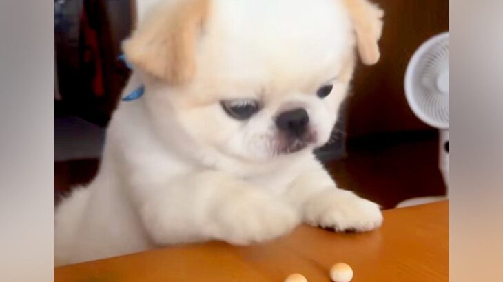 テーブルにあるボーロを食べたい犬→おててと口を駆使して…とんでもなく不器用な『まさかの行動』が94万再生「ポンコツすぎて草」「頑張れｗ」(ブログ)