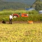 『犬を飼うことに反対していた父親』大型犬をお迎えした結果→思っていたのと違う『まさかの光景』が31万再生「素敵なお父さん」「いい家族」(ブログ)