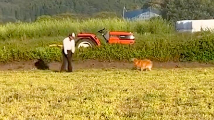 『犬を飼うことに反対していた父親』大型犬をお迎えした結果→思っていたのと違う『まさかの光景』が31万再生「素敵なお父さん」「いい家族」(ブログ)
