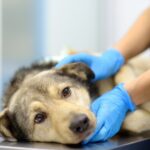 愛犬の病気治療、手術を受けさせるか迷う…飼い主はどんなことを考慮すべき？【現役獣医が解説】(ブログ)