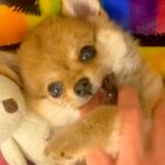 『たぬき顔の赤ちゃん犬』をお迎え→そのまま育つかなと思っていたら…まさかの『別の動物のような成長』に絶賛「可愛すぎ」「癒される」の声(ブログ)