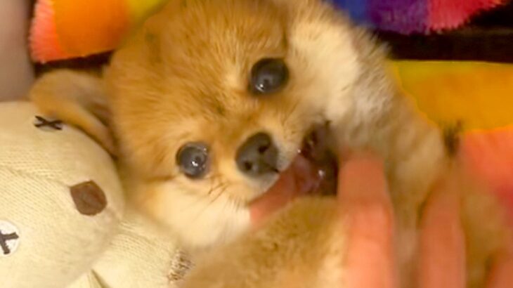 『たぬき顔の赤ちゃん犬』をお迎え→そのまま育つかなと思っていたら…まさかの『別の動物のような成長』に絶賛「可愛すぎ」「癒される」の声(ブログ)