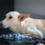 犬に向かって大声を出してはいけない理由3つ　取り返しがつかない悪影響を与えてしまうかも…(ブログ)