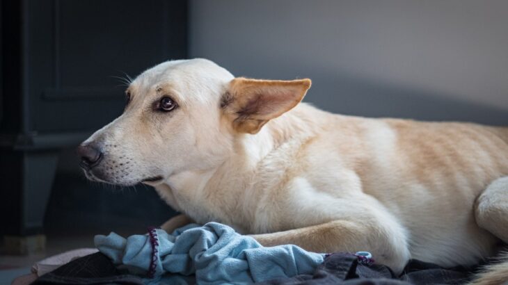 犬に向かって大声を出してはいけない理由3つ　取り返しがつかない悪影響を与えてしまうかも…(ブログ)