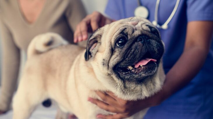 犬のウイルス性イボとは？発症する原因や特徴、注意すべき症状まで【獣医が解説】(ブログ)