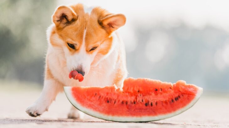 犬にとって危険な『夏の食べ物』5選　与えてはいけない理由や誤食を防ぐために日頃から気をつけるべきことまで(ブログ)