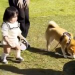 １歳の女の子が『初めて犬のリードを持った』結果→歩く速さが…あまりにも尊い『素敵な光景』が25万再生「絆感じる」「泣き真似かわいいｗ」(ブログ)