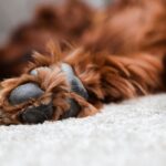 犬の『肉球』にやってはいけない絶対NG行為5選　間違ったケア方法でトラブルを引き起こすことも…(ブログ)