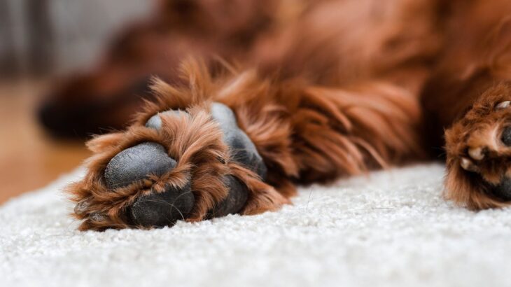 犬の『肉球』にやってはいけない絶対NG行為5選　間違ったケア方法でトラブルを引き起こすことも…(ブログ)