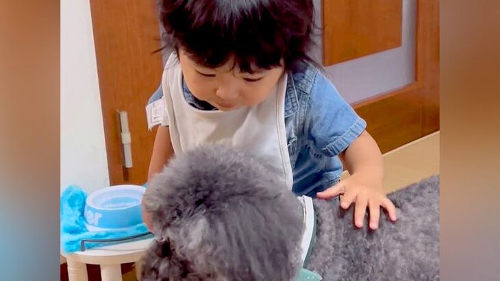 帰省中、実家の犬と会った1歳の男の子→仲良くできないと思っていたら…翌日に見せた『尊すぎる行動』が話題「2ショット眼福」の声(ブログ)