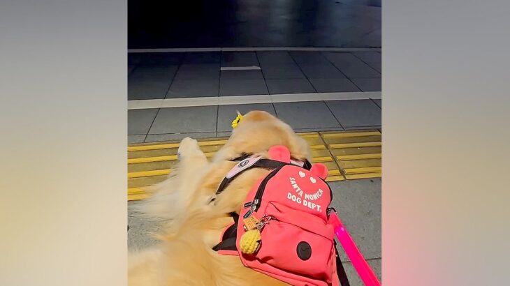 夏休み、普段は離れて暮らしているお姉ちゃんが帰省→駅で待っていた大型犬が…あまりにも尊い『家族愛にあふれた光景』が2万9000再生の反響(ブログ)