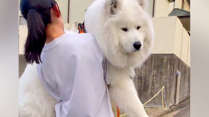 早朝に『散歩拒否』をする大型犬→自分の大きさを『全く理解していない光景』に1万8000いいね集まる「笑顔がｗｗ」「楽しそうで草」と反響(ブログ)