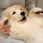 部屋でくつろいでいたら、ゴールデンレトリバーの子犬が甘えてきて…まるで人間の子のような行動が114万再生「お腹たまらん」「可愛すぎ…」(ブログ)