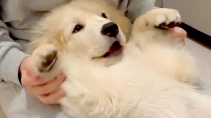 部屋でくつろいでいたら、ゴールデンレトリバーの子犬が甘えてきて…まるで人間の子のような行動が114万再生「お腹たまらん」「可愛すぎ…」(ブログ)