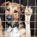 保護犬を救う仕組みとは？ASVガイドラインで読み解く動物福祉について【獣医師執筆】(ブログ)