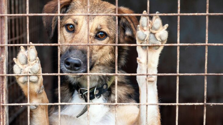保護犬を救う仕組みとは？ASVガイドラインで読み解く動物福祉について【獣医師執筆】(ブログ)