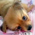 小型犬を飼って『大きくなっても3キロ未満かな』と思っていたら…2ヵ月後→『衝撃の成長をとげた光景』が12万再生「想像以上ｗｗ」と反響(ブログ)