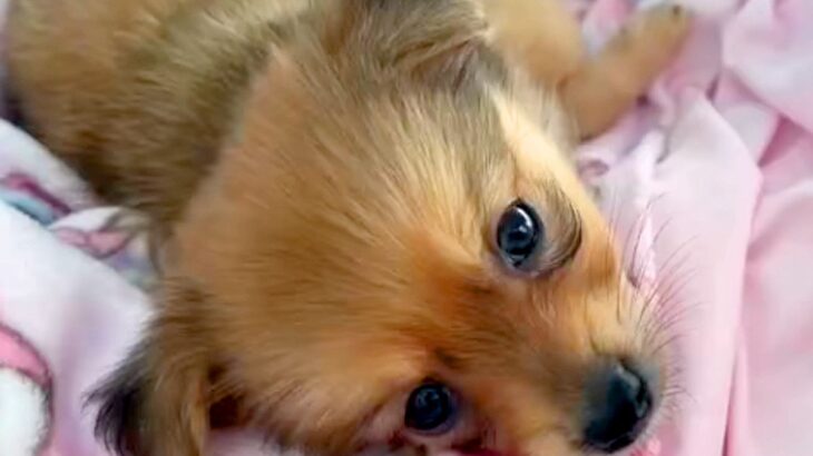 小型犬を飼って『大きくなっても3キロ未満かな』と思っていたら…2ヵ月後→『衝撃の成長をとげた光景』が12万再生「想像以上ｗｗ」と反響(ブログ)