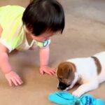 赤ちゃんと保護子犬が一緒に成長した結果…泣けるほど尊い『愛情いっぱいの記録』とまさかのビフォーアフターに「ほっこり」「幸せだね」と反響(ブログ)