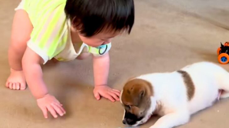 赤ちゃんと保護子犬が一緒に成長した結果…泣けるほど尊い『愛情いっぱいの記録』とまさかのビフォーアフターに「ほっこり」「幸せだね」と反響(ブログ)